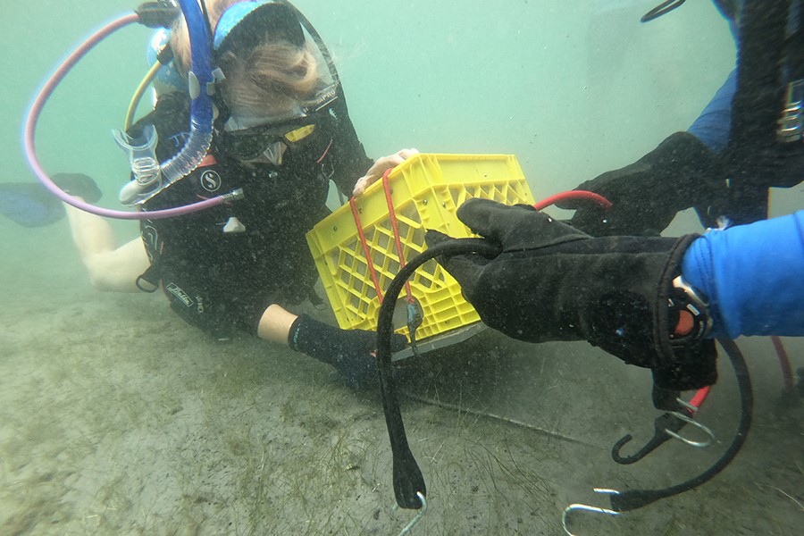 PALM BEACH STATE COLLEGE BRINGS MARINE LIFE TO THE SURFACE